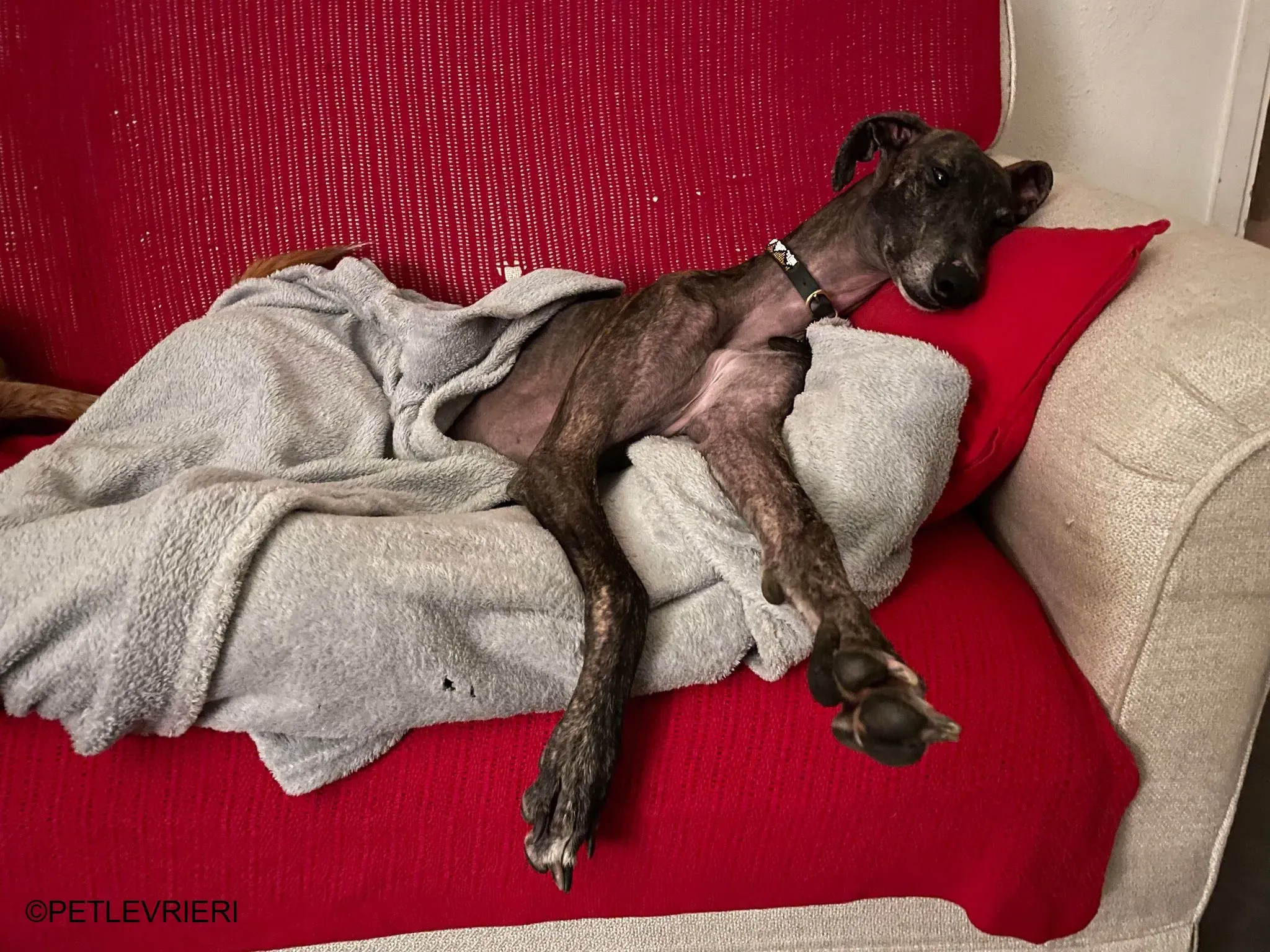 Audrey adozione levrieri galgo 29