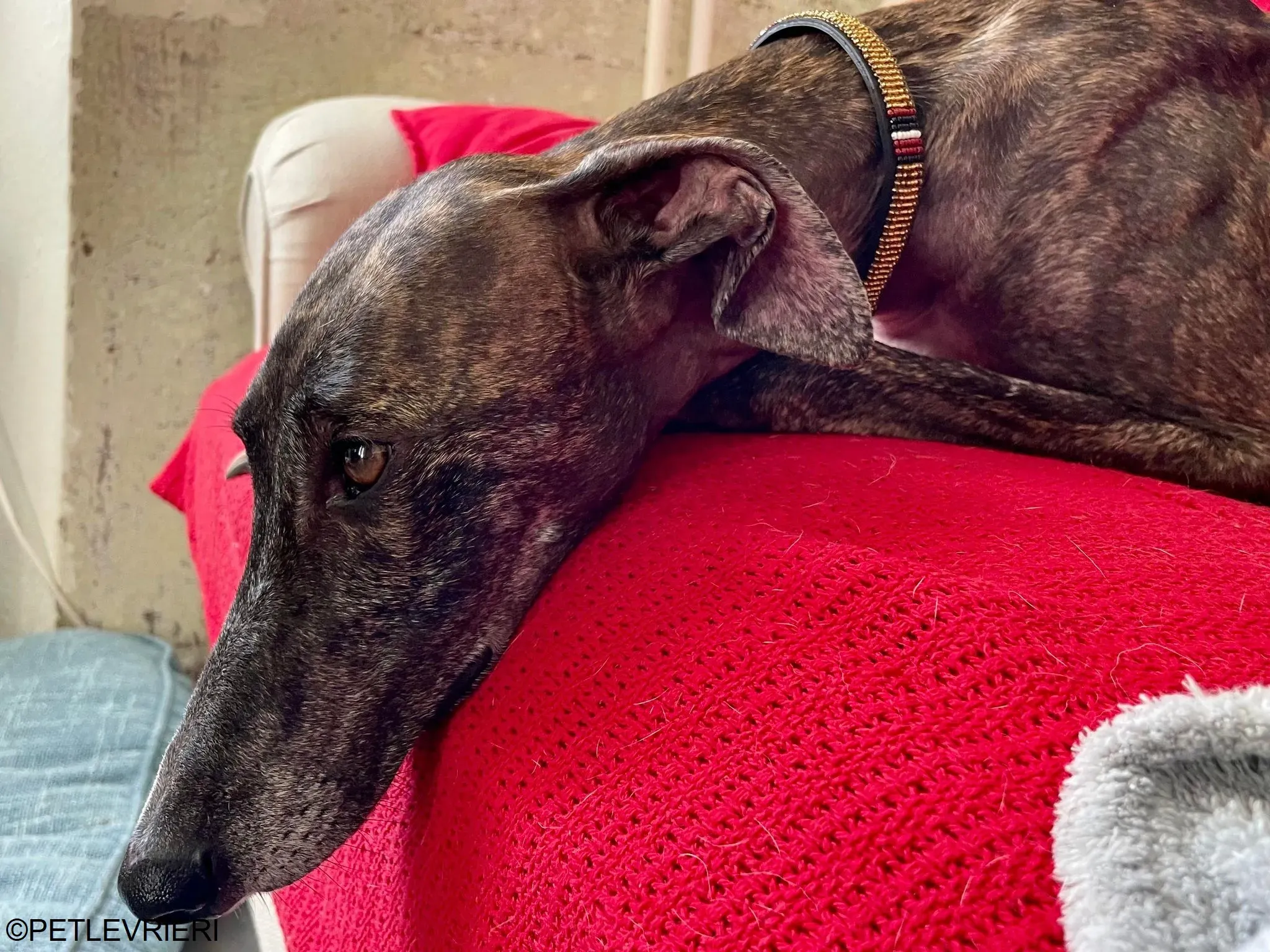 Audrey adozione levrieri galgo 30