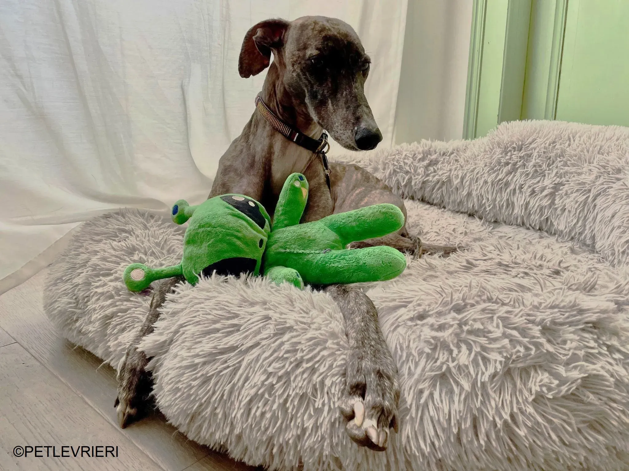 Audrey adozione levrieri galgo 31