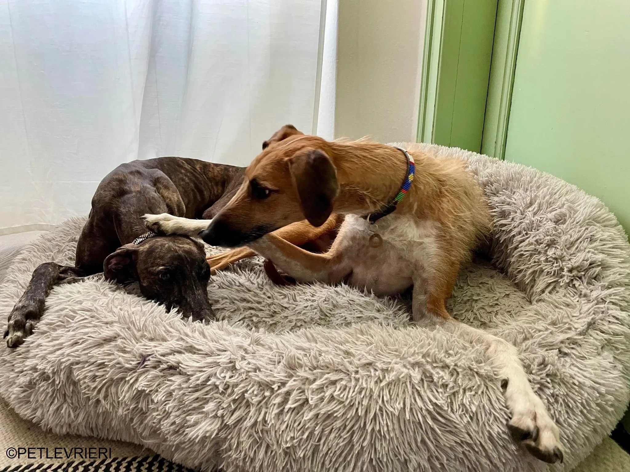 Audrey adozione levrieri galgo 32