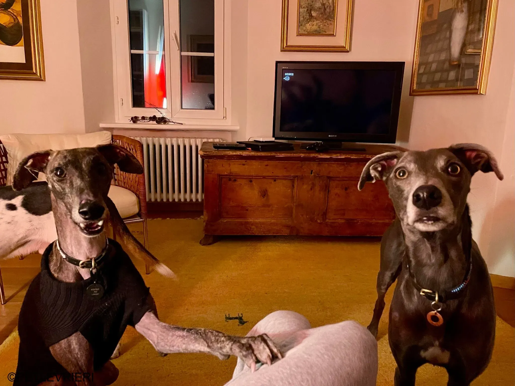 Audrey adozione levrieri galgo 33