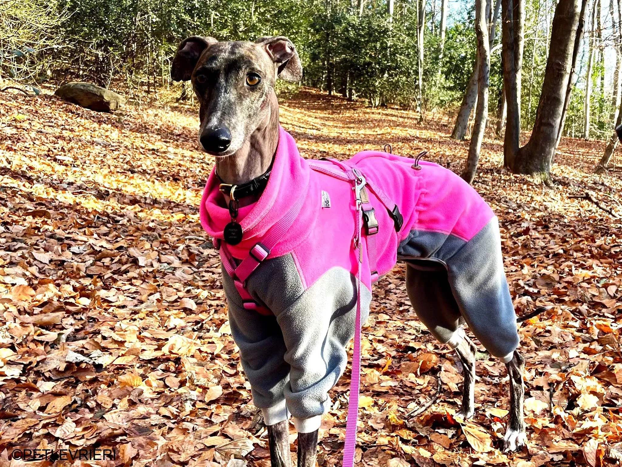 Audrey adozione levrieri galgo 34