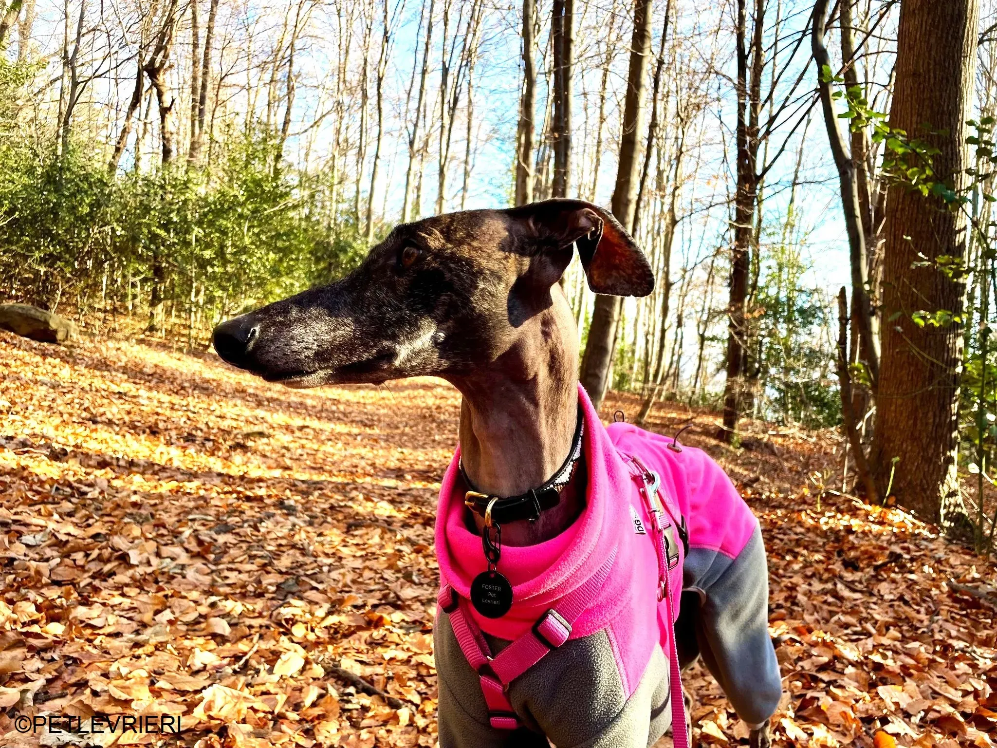 Audrey adozione levrieri galgo 35