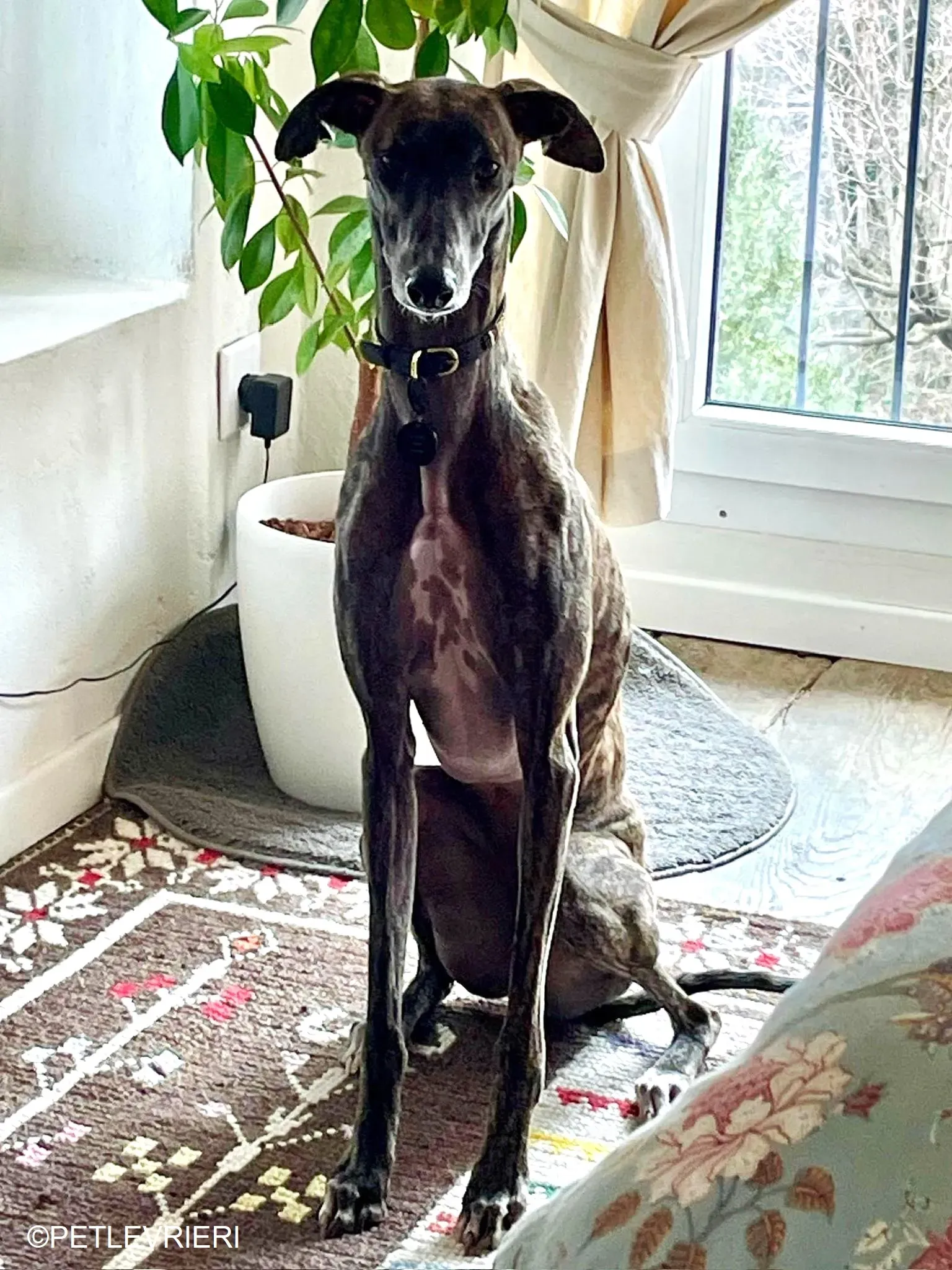 Audrey adozione levrieri galgo 40