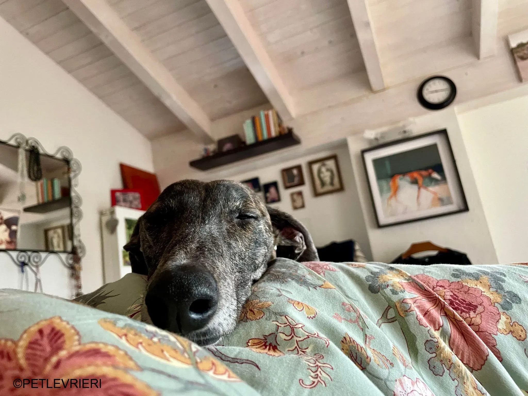 Audrey adozione levrieri galgo 41