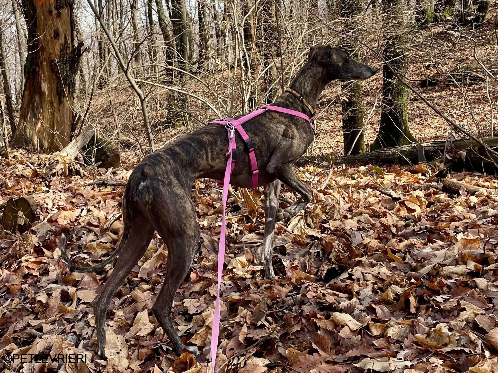 Audrey adozione levrieri galgo 42