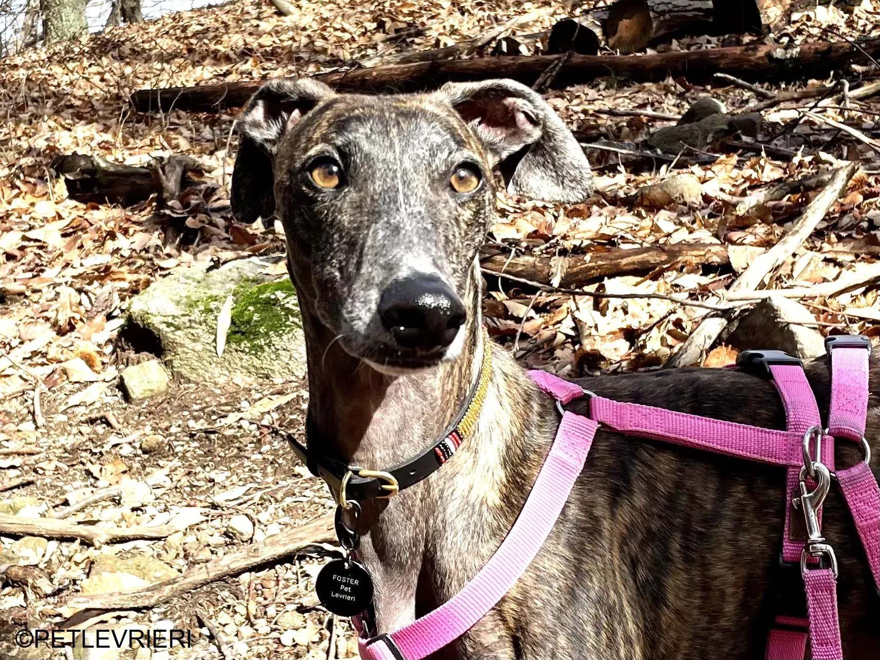 Audrey adozione levrieri galgo 43