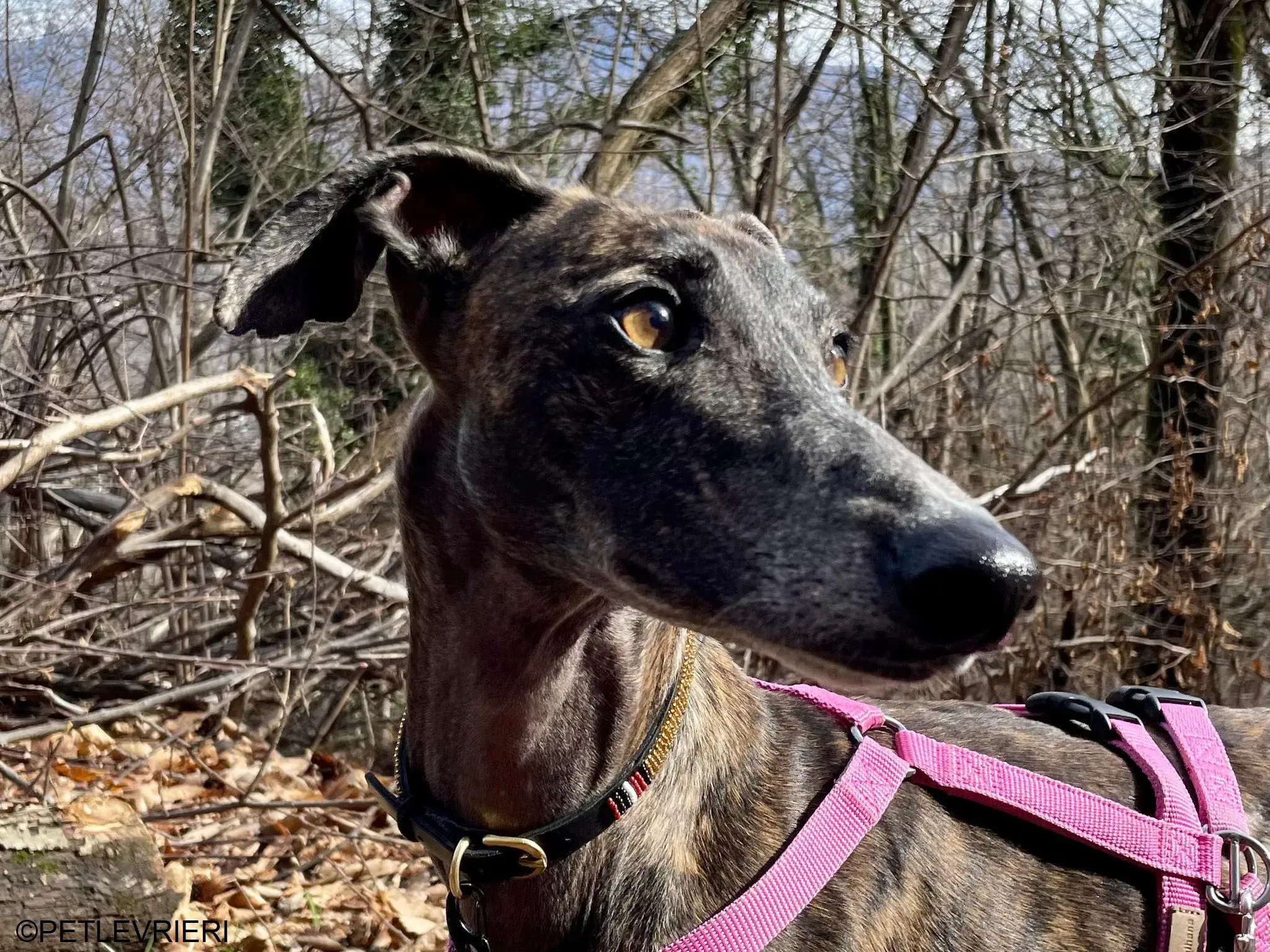 Audrey adozione levrieri galgo 44