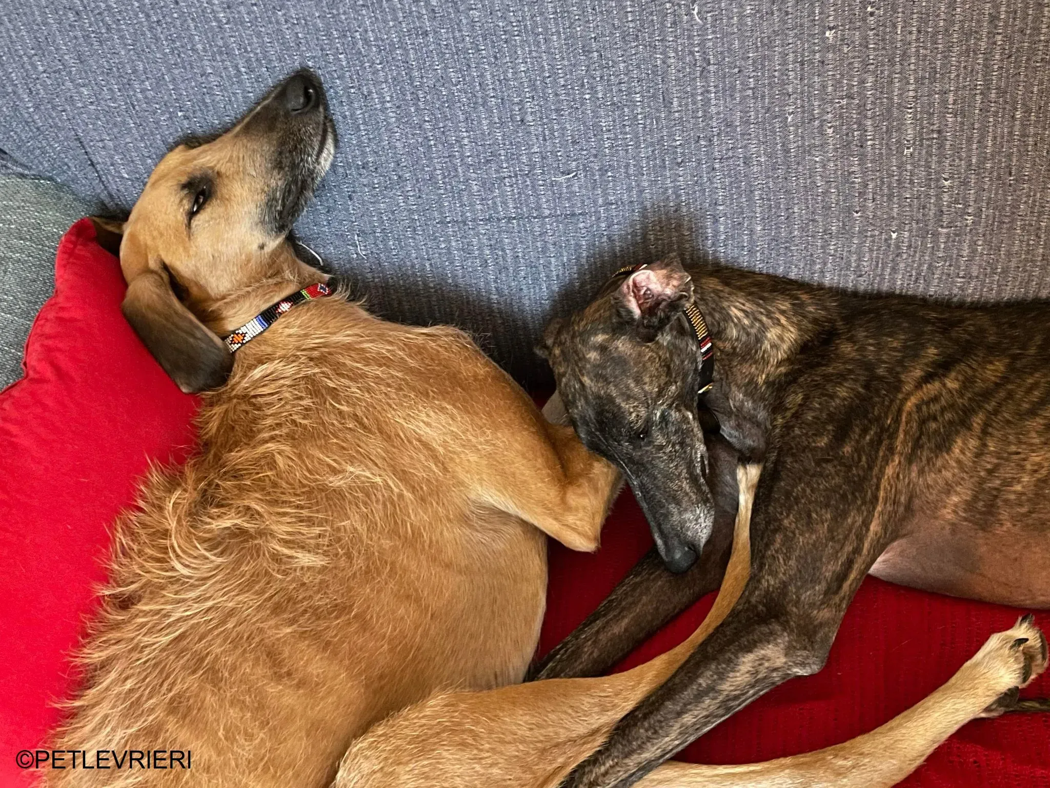 Audrey adozione levrieri galgo 45