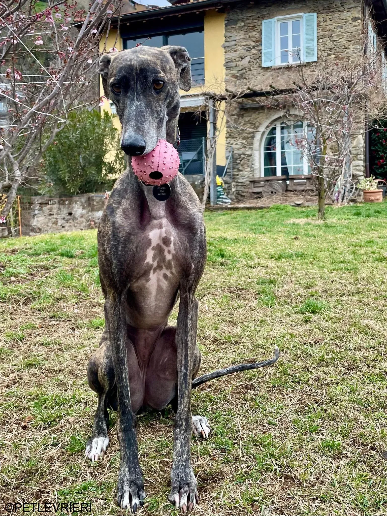 Audrey adozione levrieri galgo 46