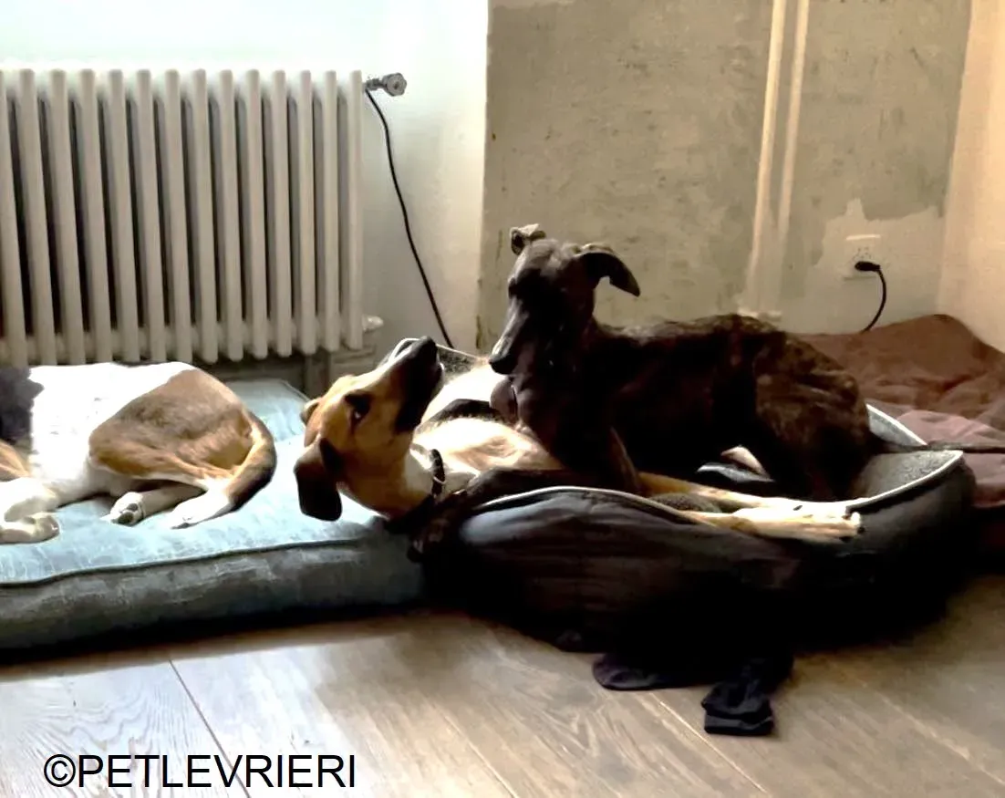 Audrey adozione levrieri galgo 47