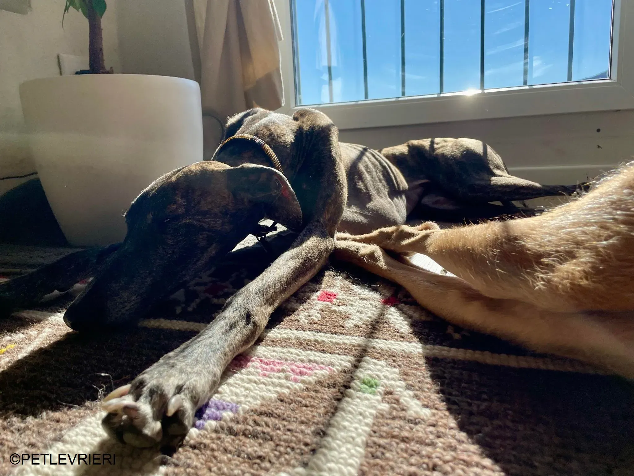 Audrey adozione levrieri galgo 48