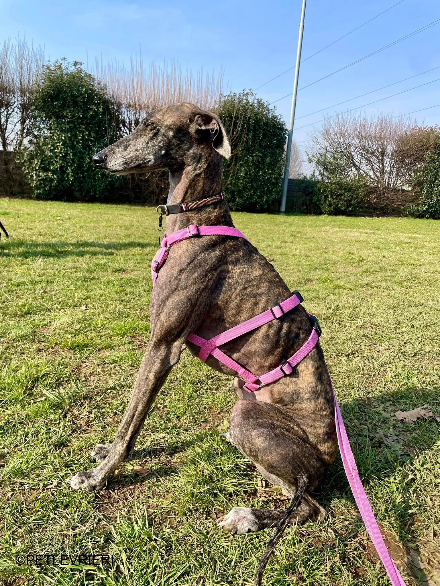 Audrey adozione levrieri galgo 49