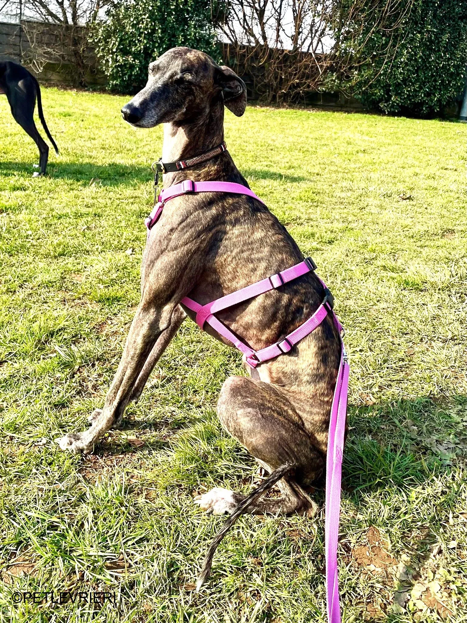 Audrey adozione levrieri galgo 50