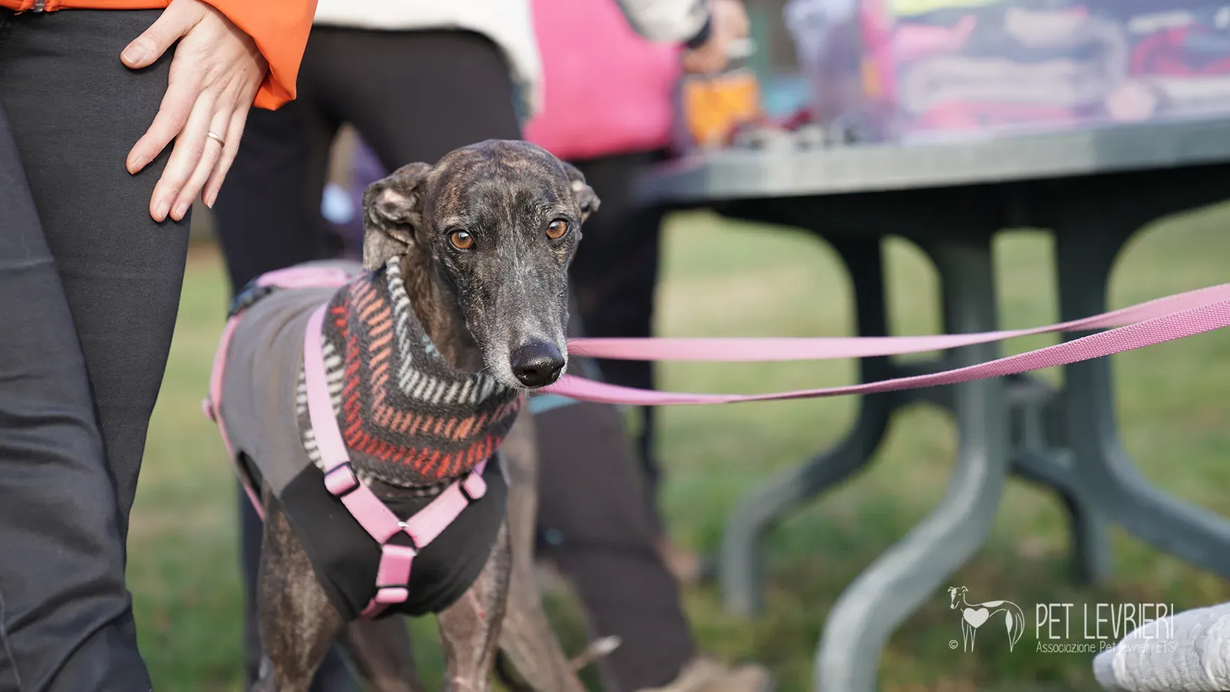 Audrey galgo femmina adozione fosterhome 1