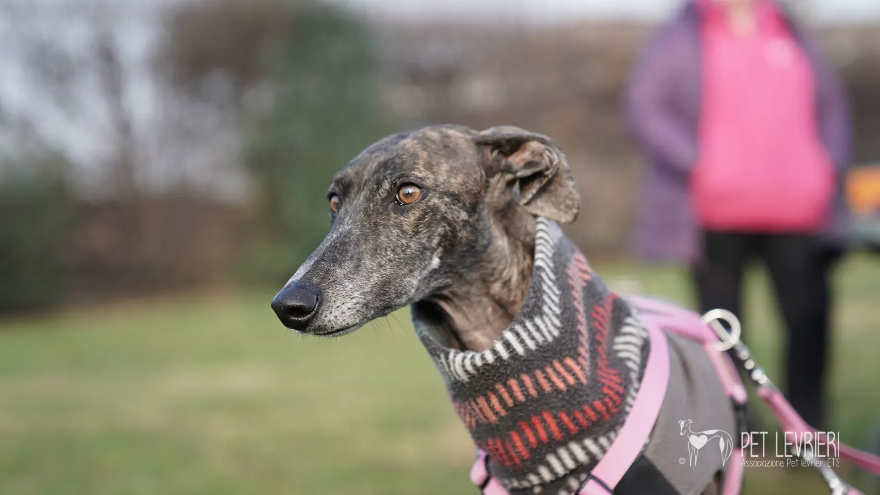 Audrey galgo femmina adozione fosterhome 10