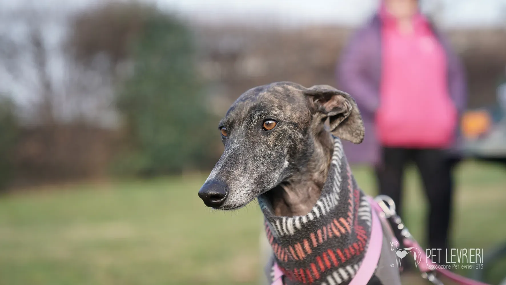 Audrey galgo femmina adozione fosterhome 11