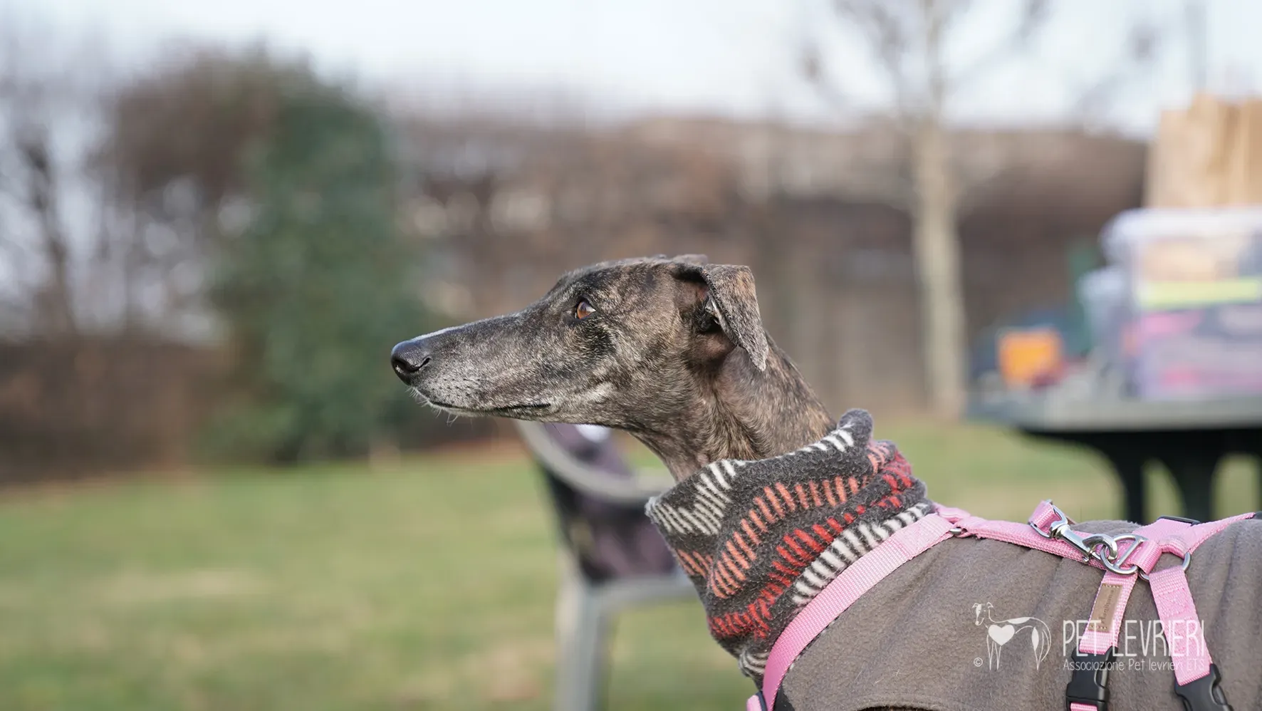 Audrey galgo femmina adozione fosterhome 12