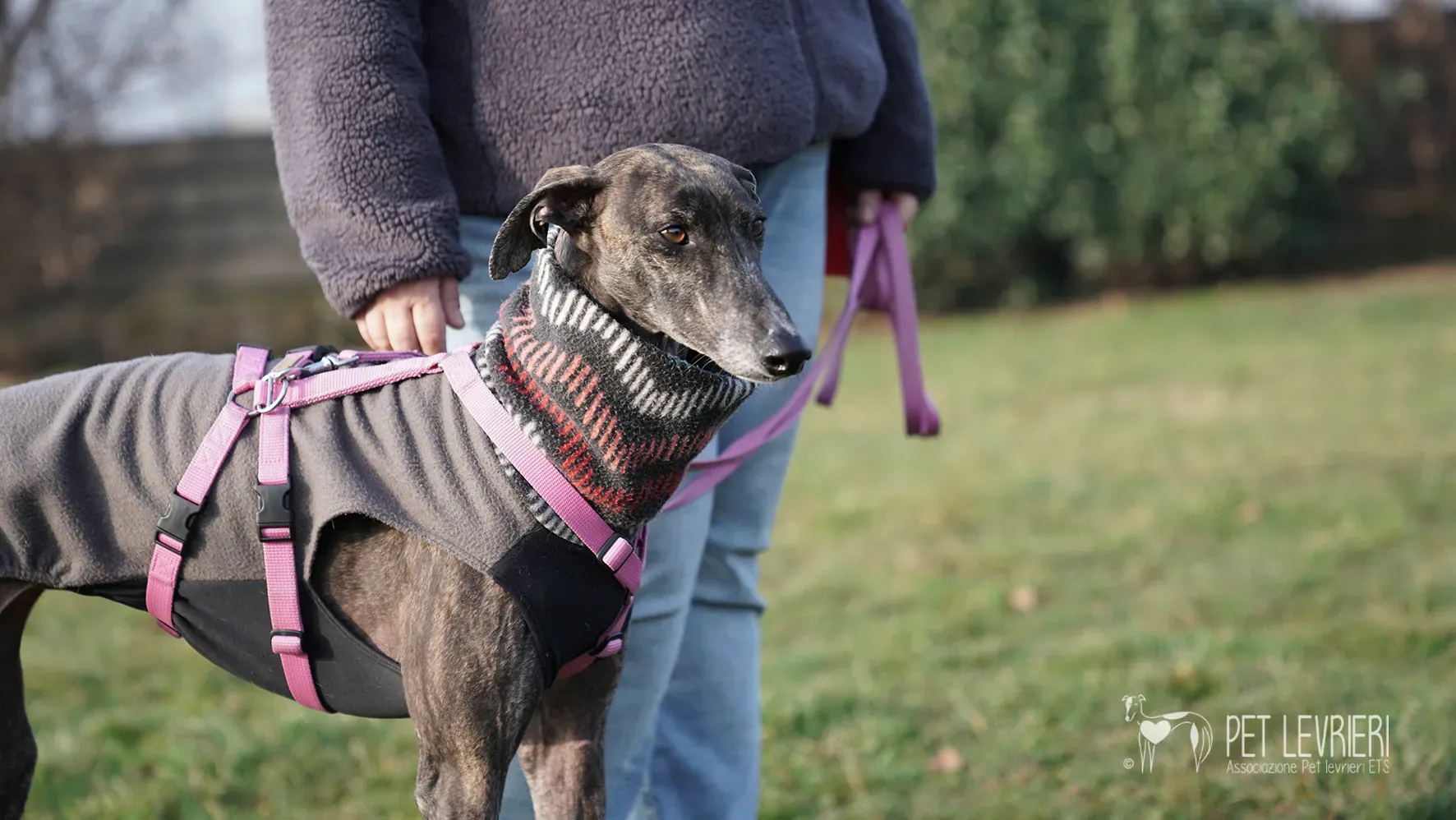 Audrey galgo femmina adozione fosterhome 13