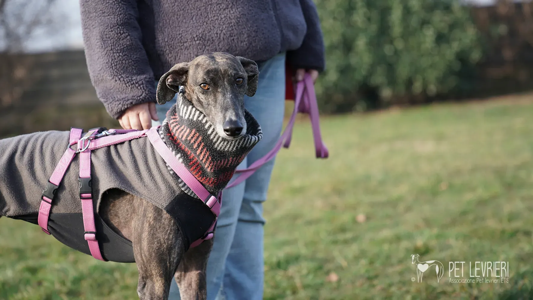 Audrey galgo femmina adozione fosterhome 14