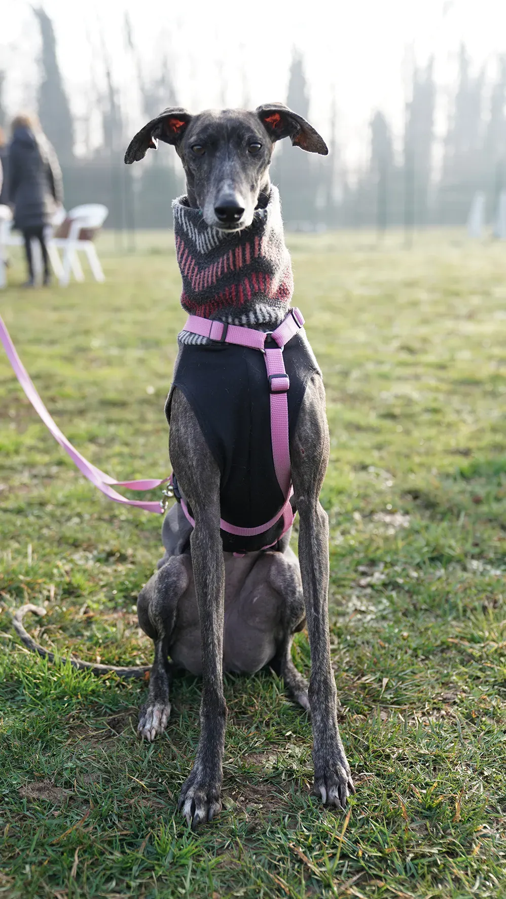 Audrey galgo femmina adozione fosterhome 16