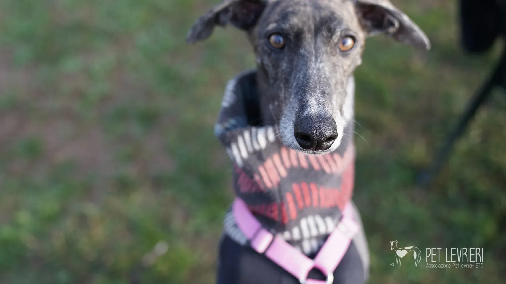 Audrey galgo femmina adozione fosterhome 17