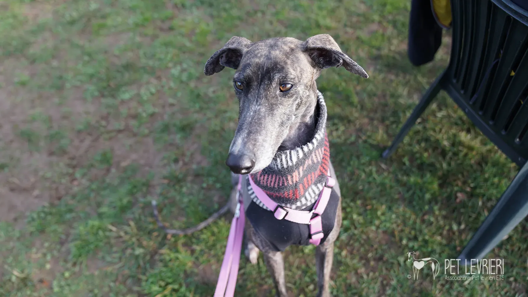 Audrey galgo femmina adozione fosterhome 18