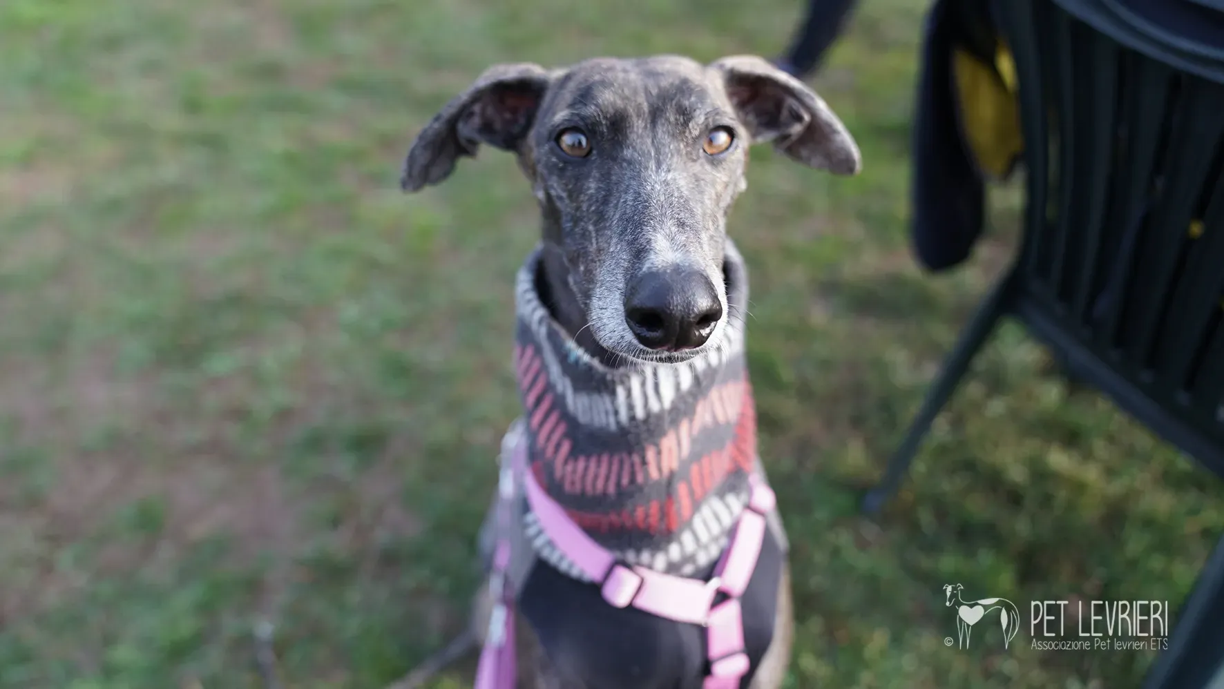 Audrey galgo femmina adozione fosterhome 19