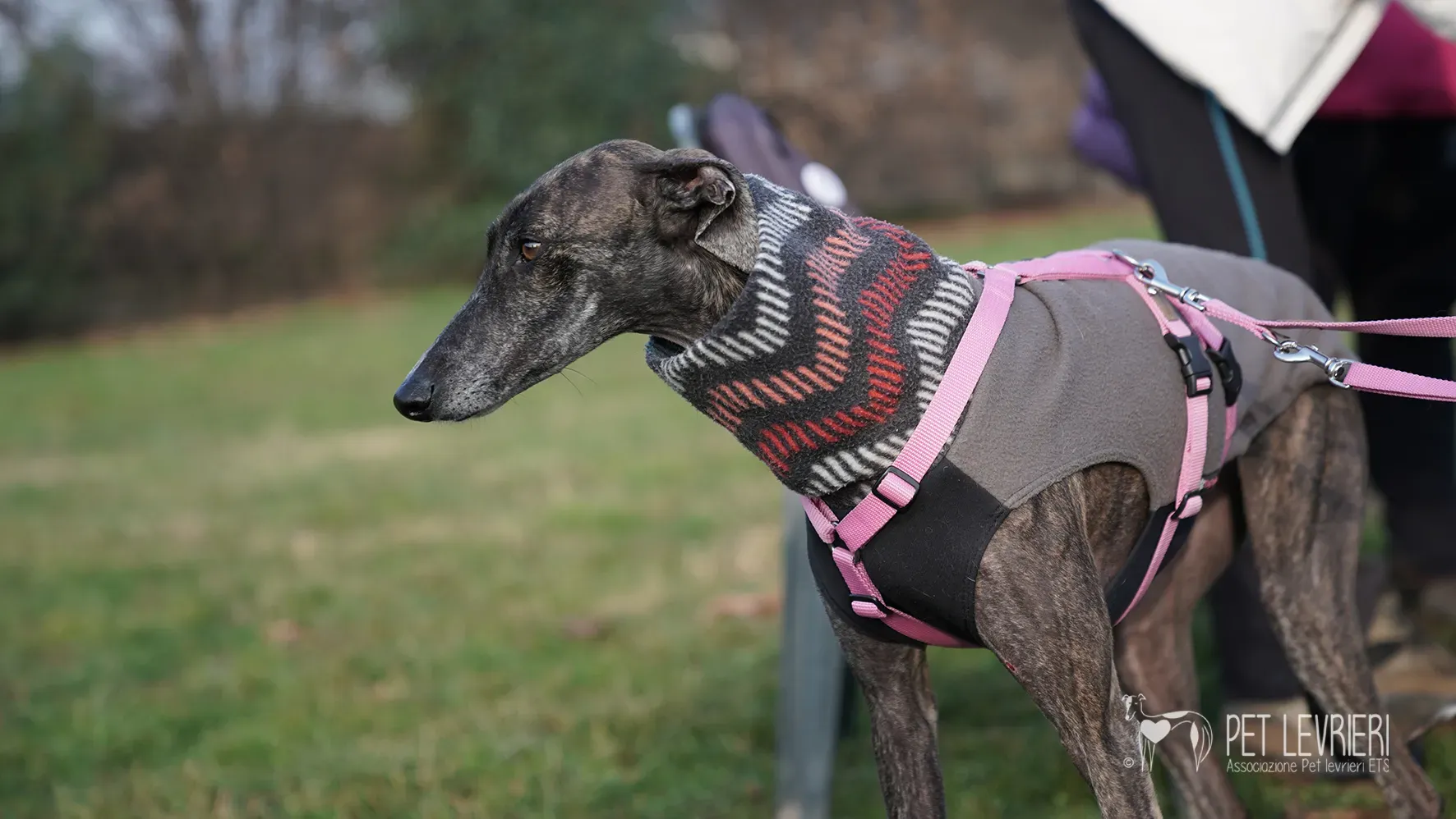 Audrey galgo femmina adozione fosterhome 2