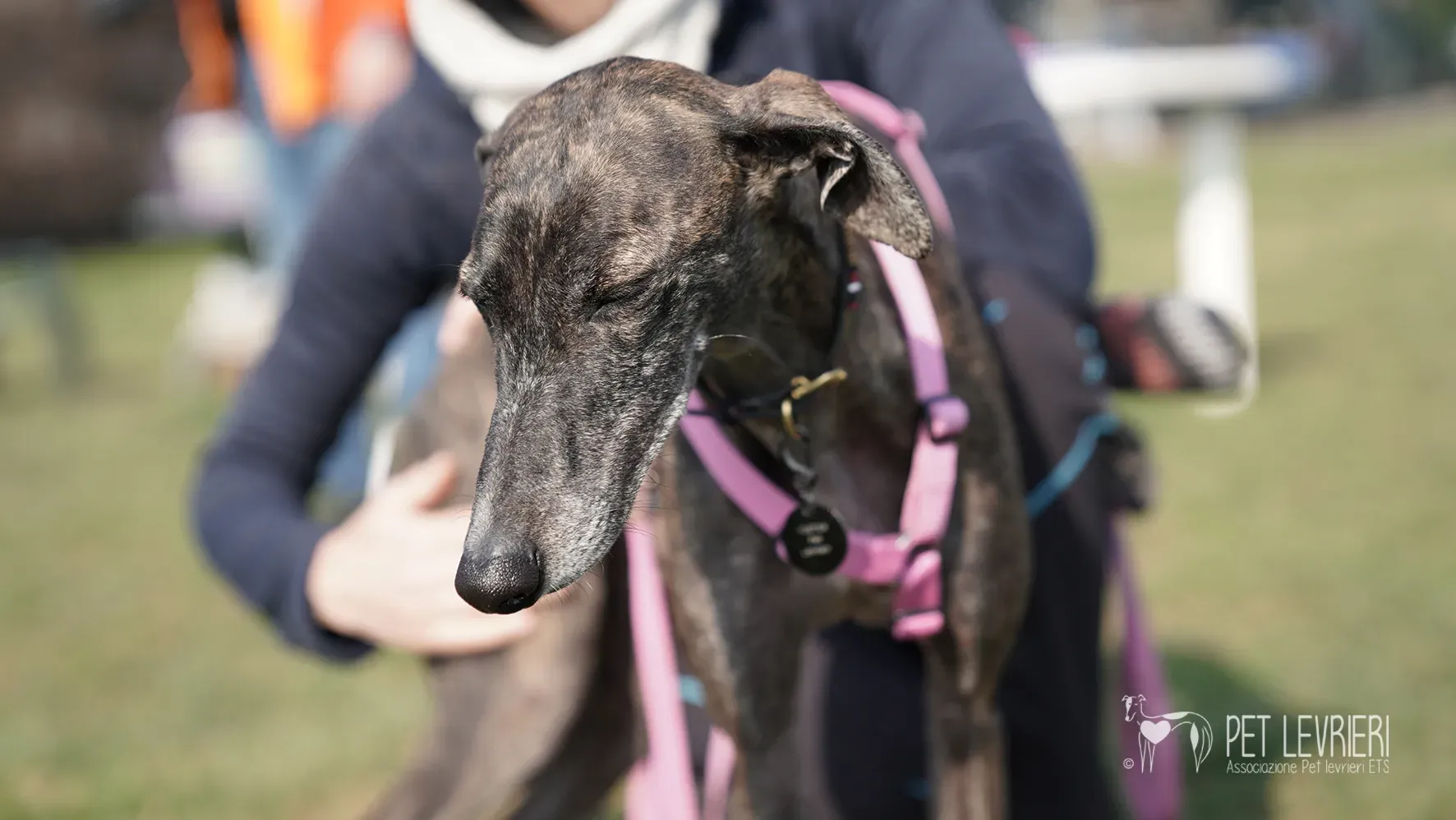 Audrey galgo femmina adozione fosterhome 20