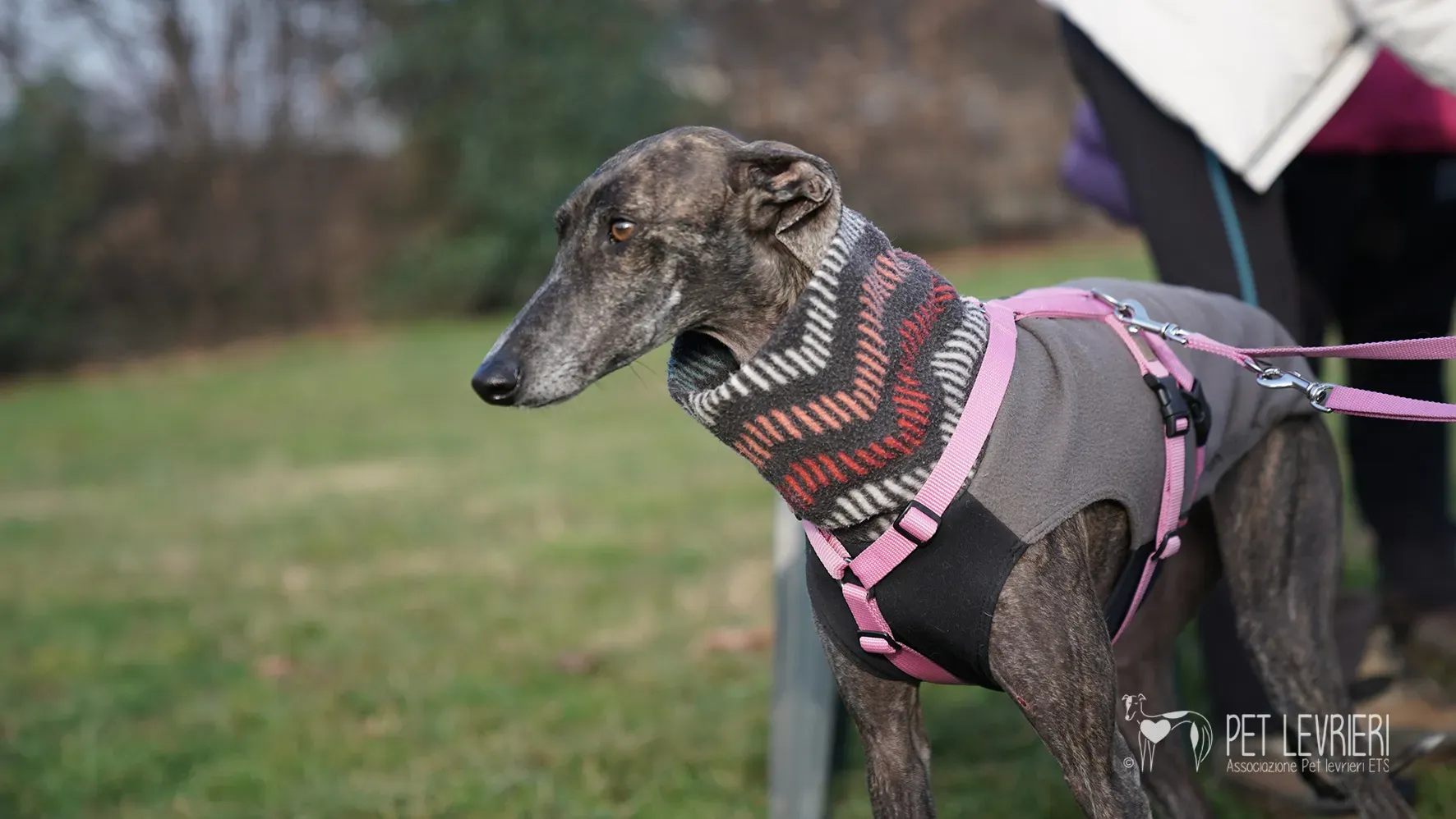 Audrey galgo femmina adozione fosterhome 3