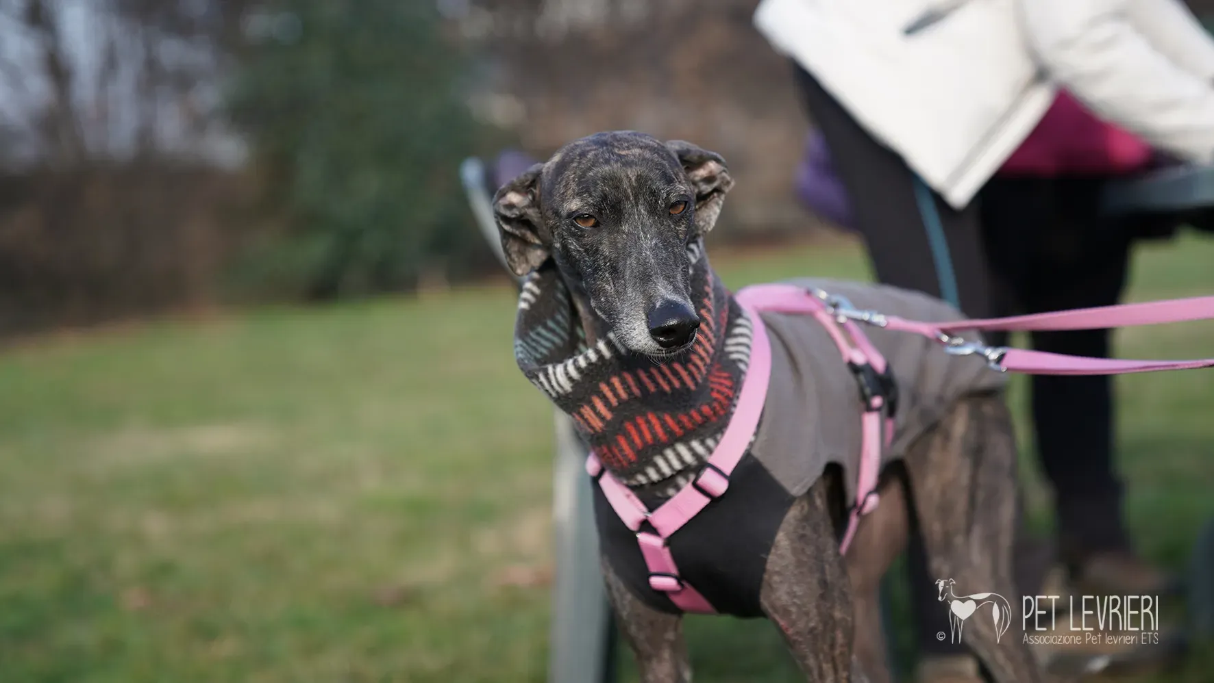 Audrey galgo femmina adozione fosterhome 4
