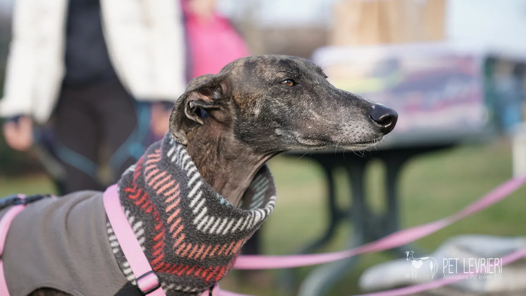 Audrey galgo femmina adozione fosterhome 5