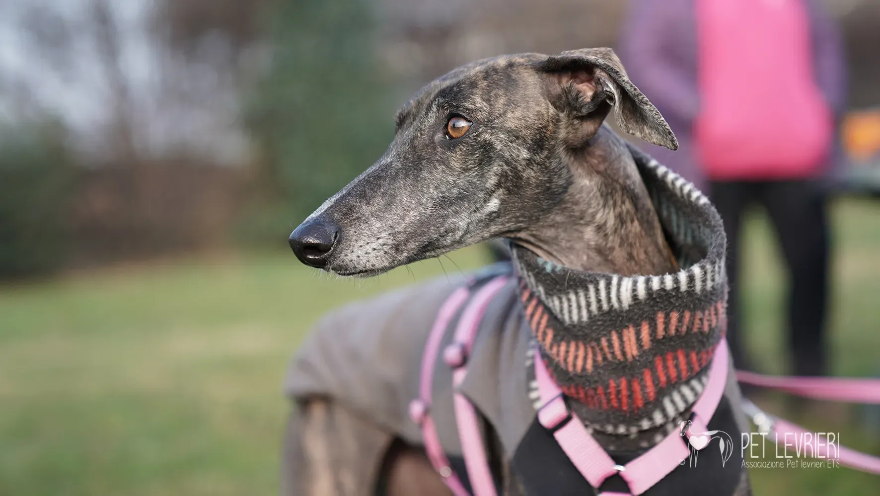 Audrey galgo femmina adozione fosterhome 6