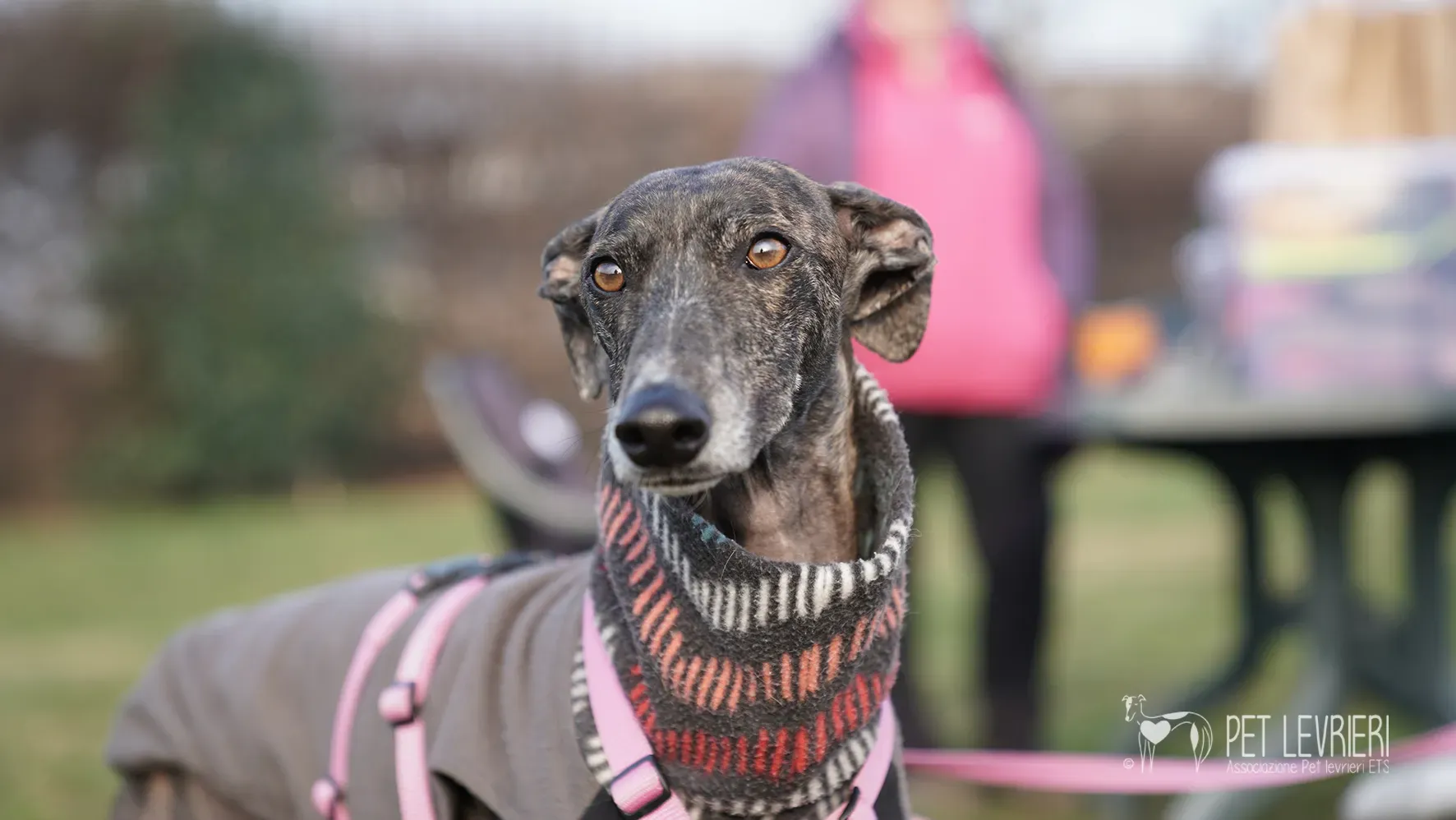 Audrey galgo femmina adozione fosterhome 7