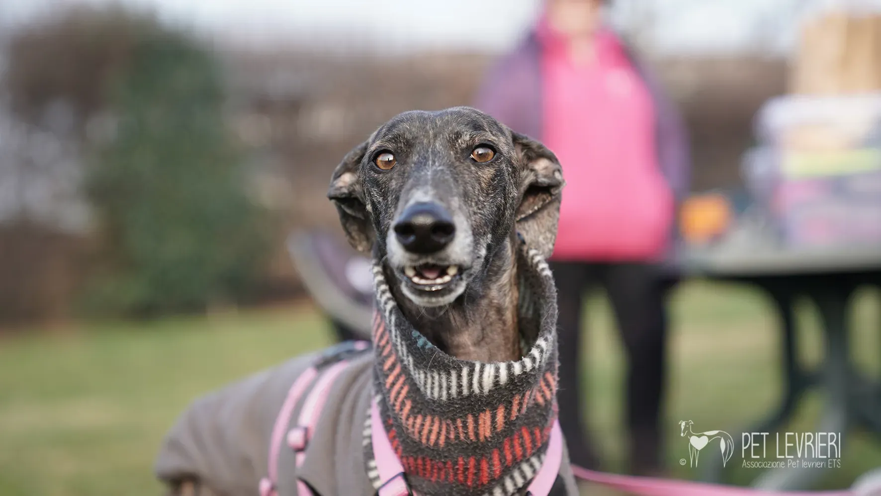 Audrey galgo femmina adozione fosterhome 8