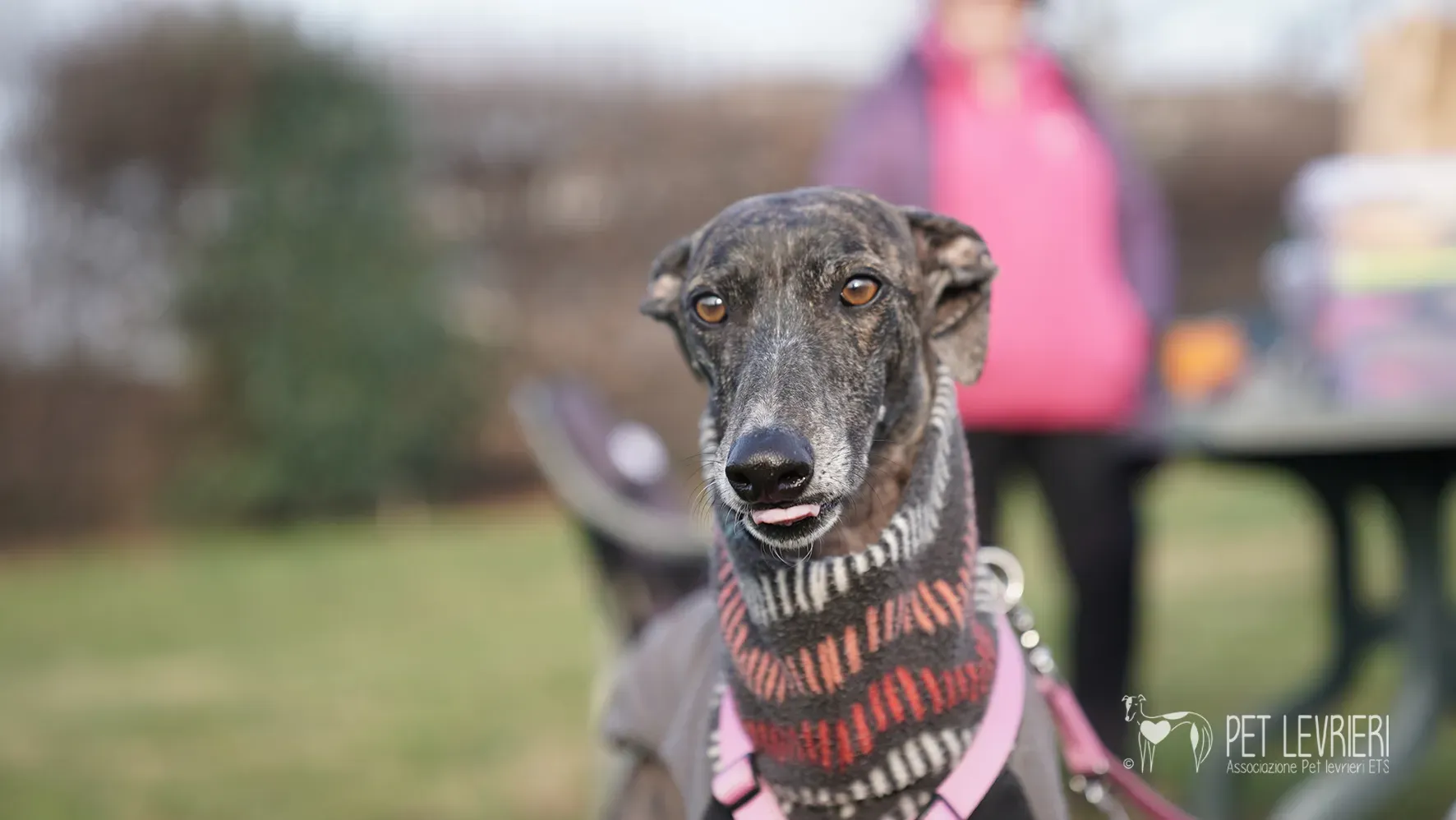 Audrey galgo femmina adozione fosterhome 9