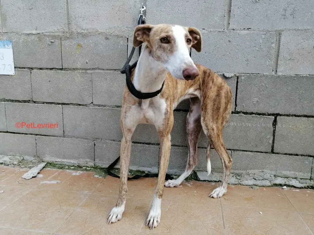 Aurora Adozione .Levrieri Galgo 2