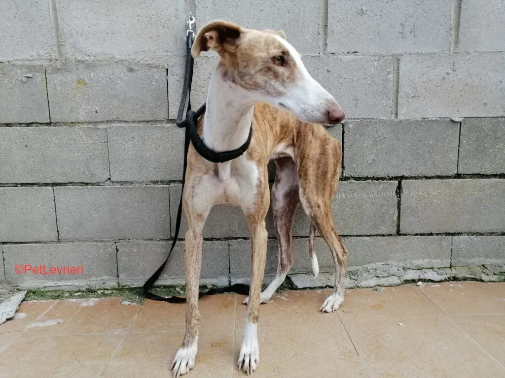 Aurora Adozione Levrieri. Galgo 1
