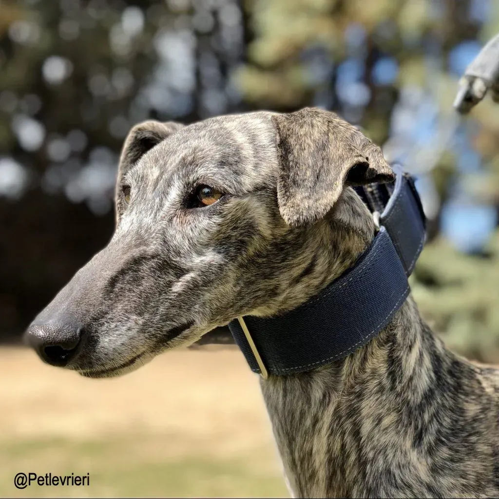 Aurora Auri adozione levrieri galgo 01