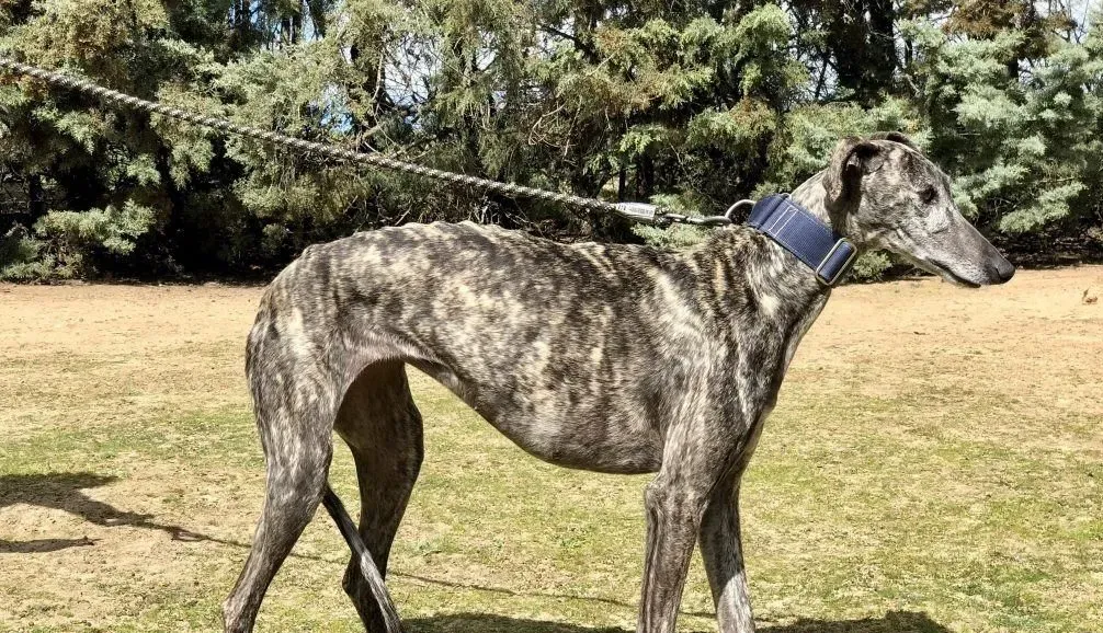 Aurora Auri adozione levrieri galgo 02 e1615809557825