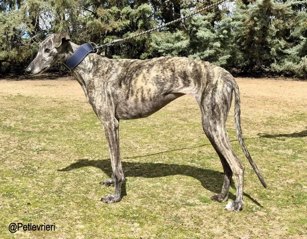 Aurora Auri adozione levrieri galgo 03