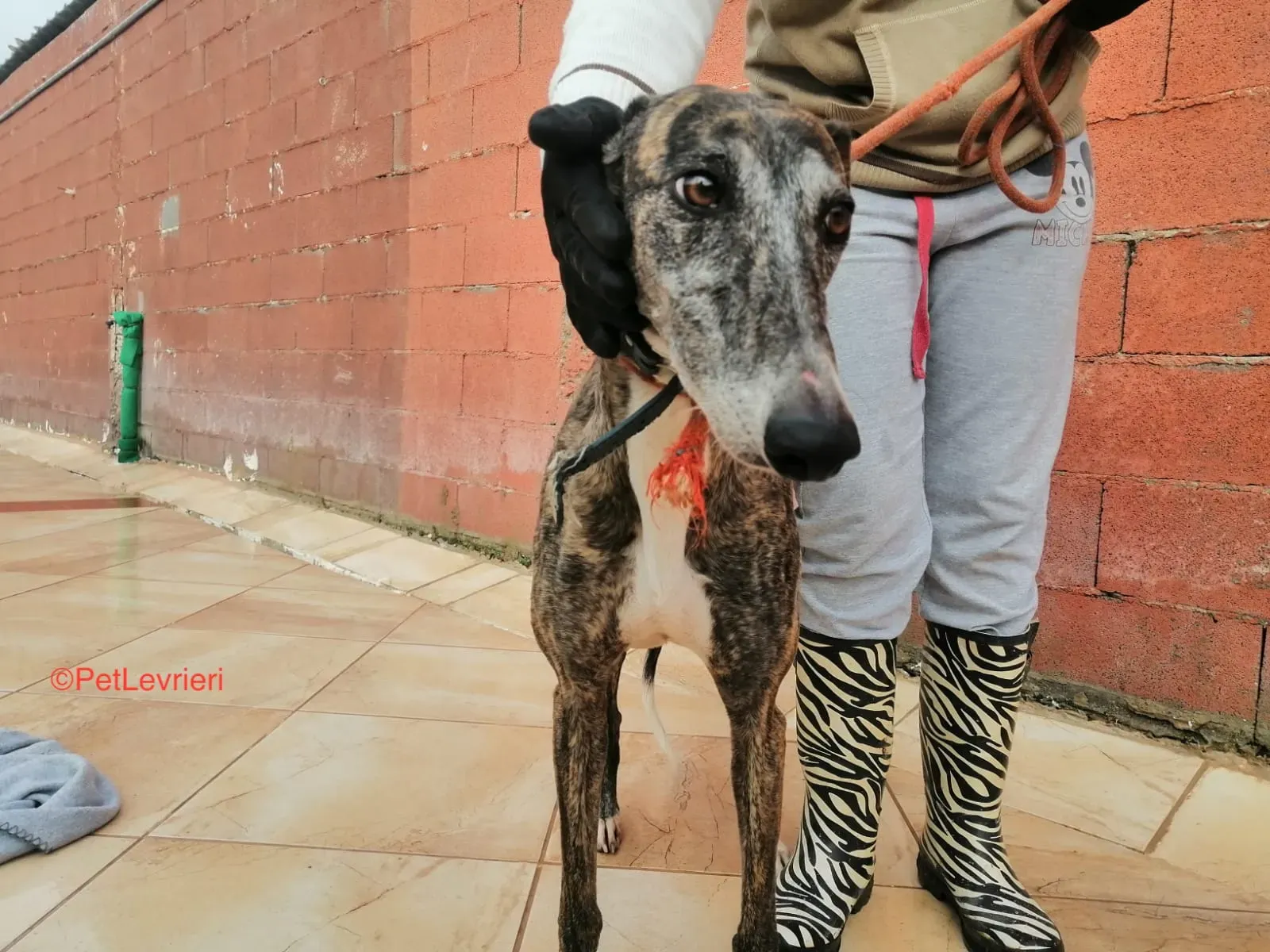Aurora adozione levrieri galgo 1