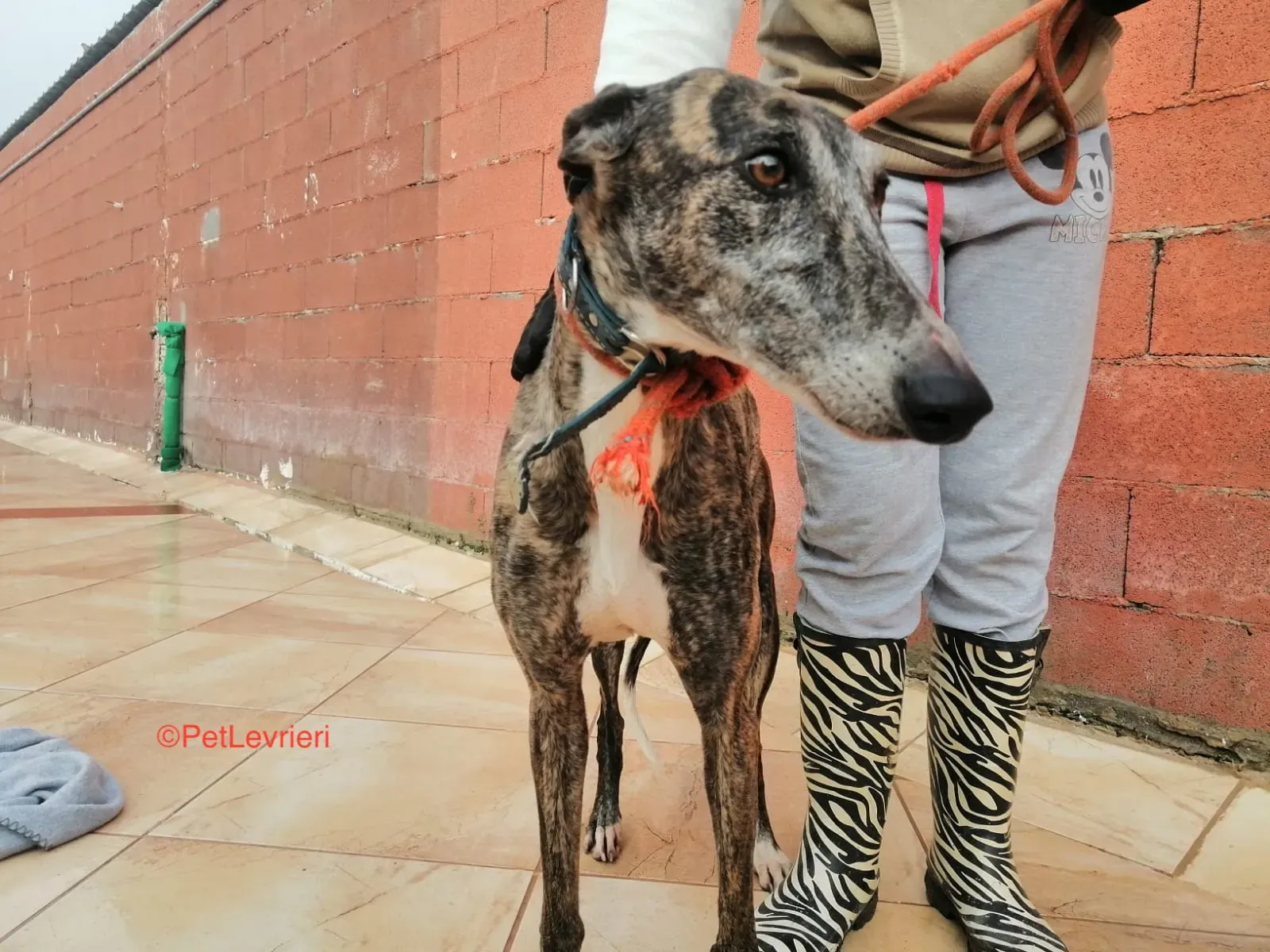 Aurora adozione levrieri galgo 2