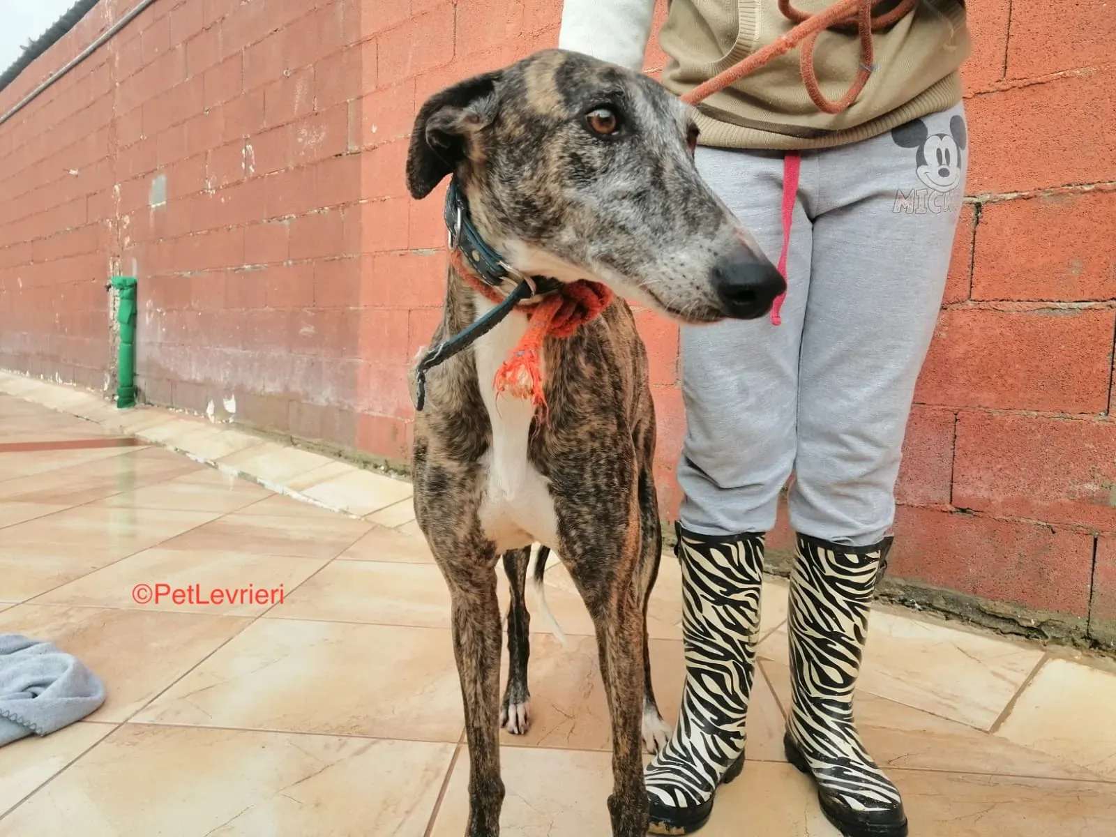 Aurora adozione levrieri galgo 3