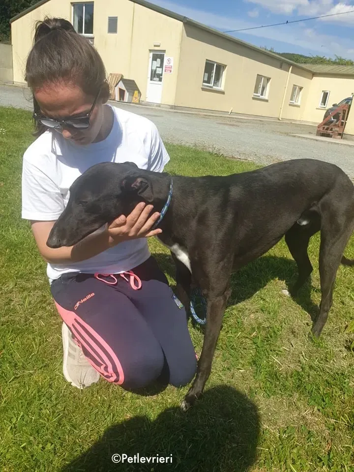 Aussie adozione levrieri greyhound 1