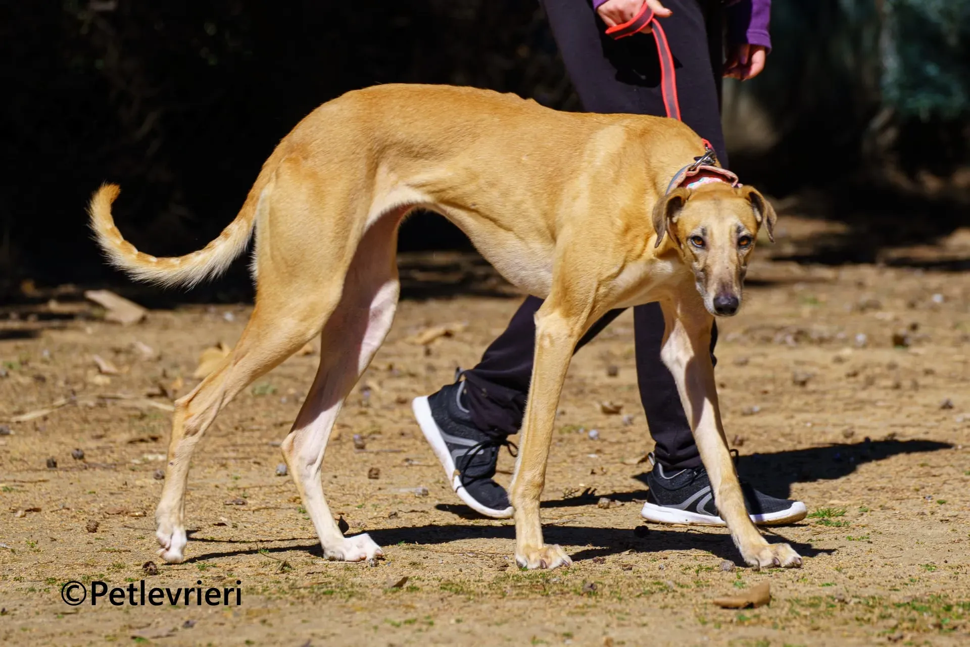 Ava galgo adozione pet levrieri onlus 1