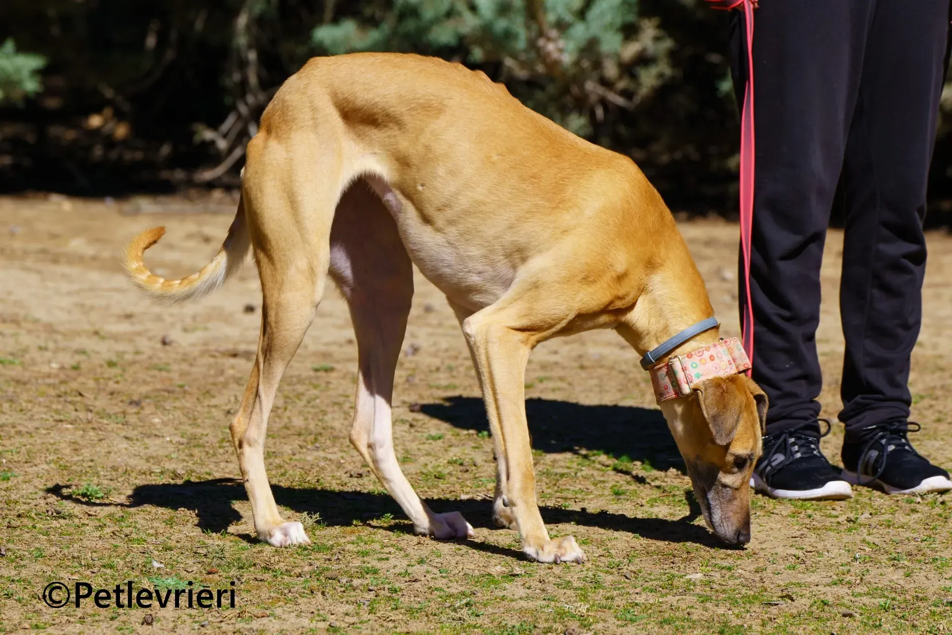 Ava galgo adozione pet levrieri onlus 2