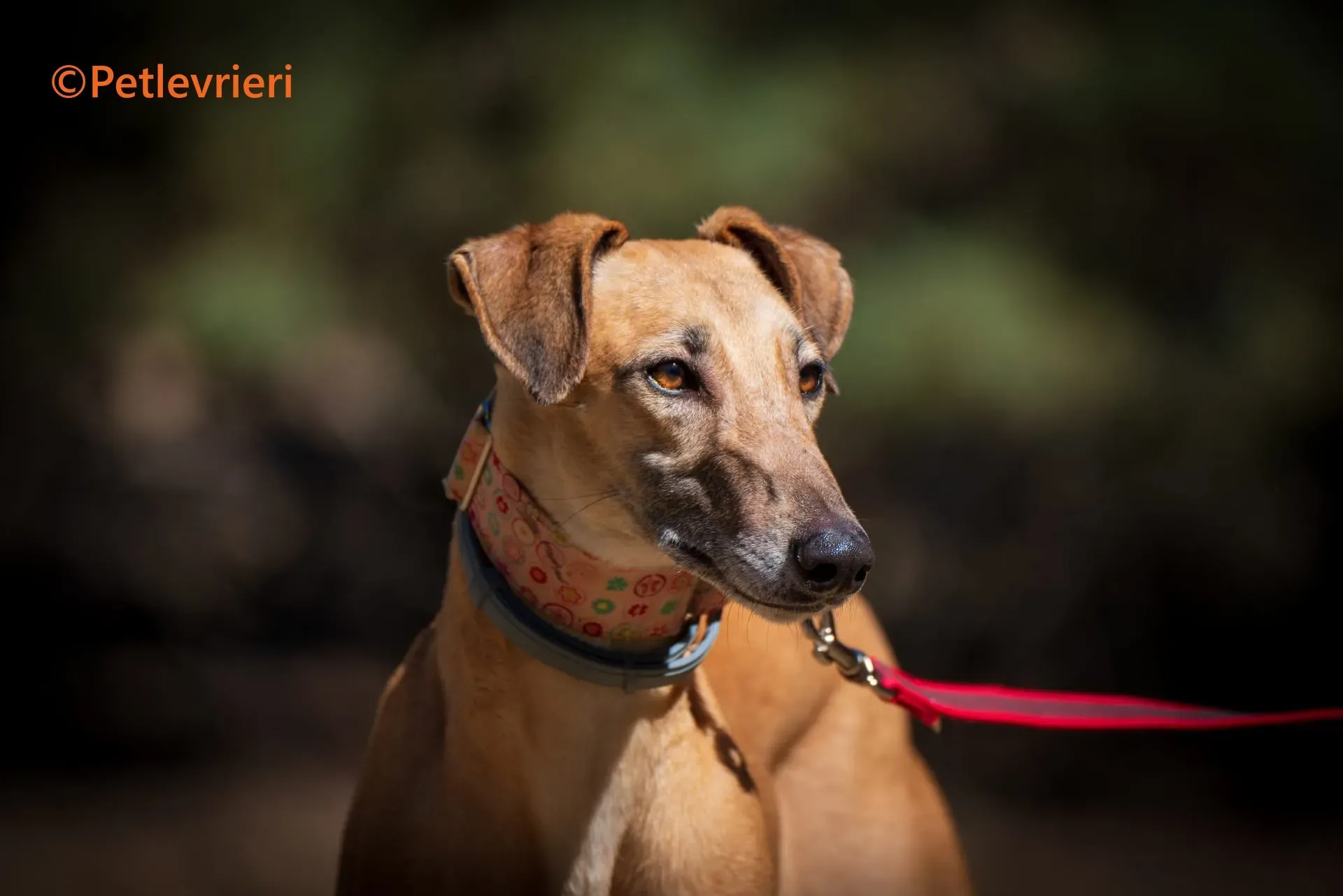 Ava galgo adozione pet levrieri onlus 3