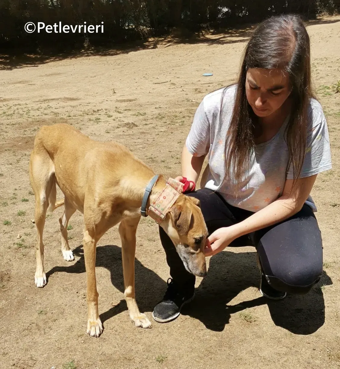 Ava galgo adozione pet levrieri onlus 4